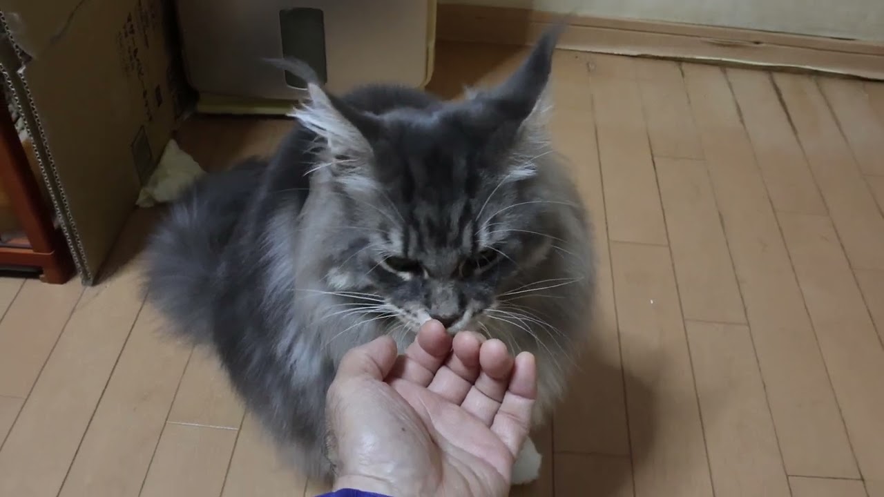 人間をメロメロにさせるメインクーン男子アンソニー君