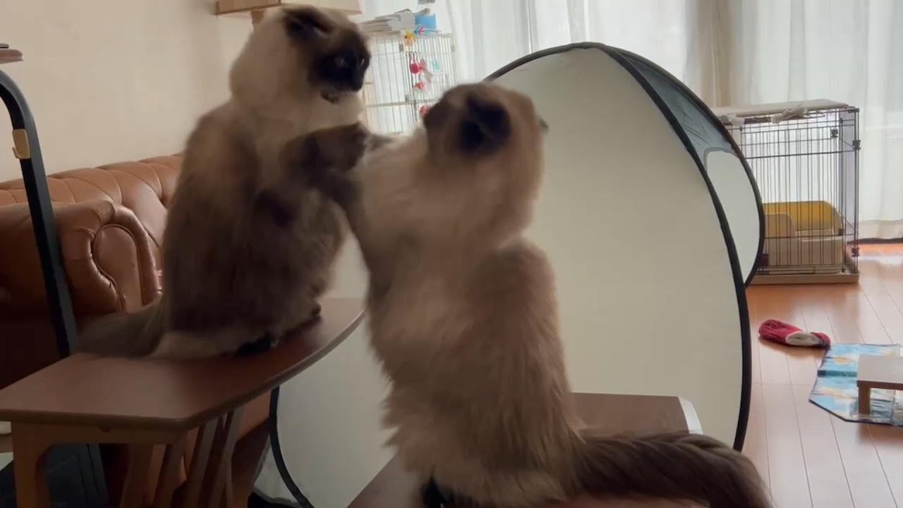 【喧嘩】【ヒマラヤン】ちょこちょこ喧嘩をするニャンコたち#猫　#cat