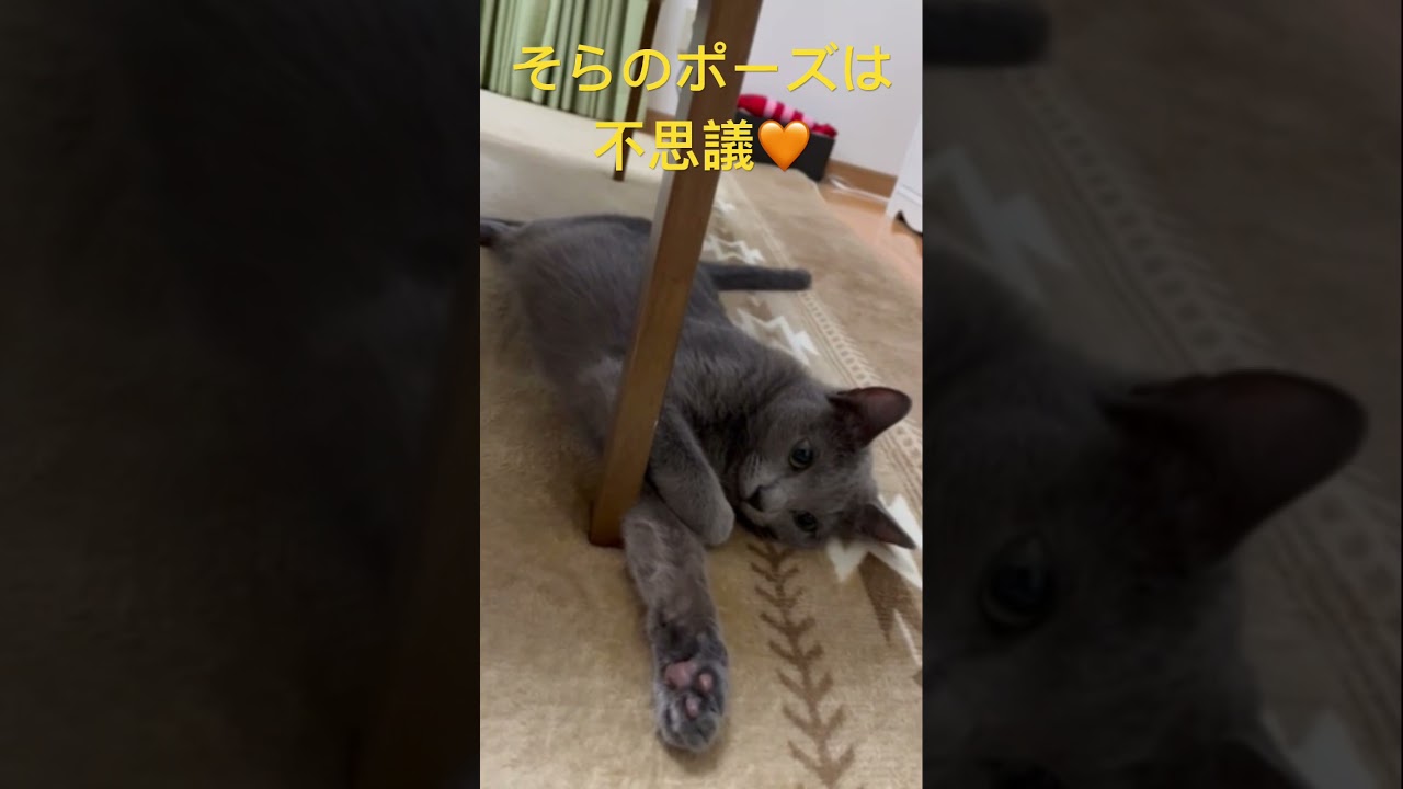 不思議ちゃん🧡そらちゃん🧡（ロシアンブルー）#shorts