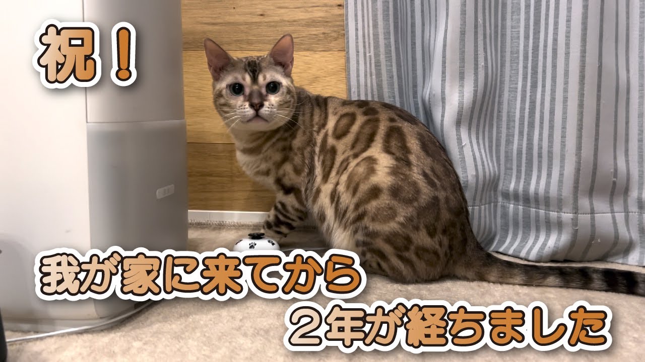 【スノーベンガル猫とトイプードル】祝！愛猫後が我が家に来てから２年が経ちました