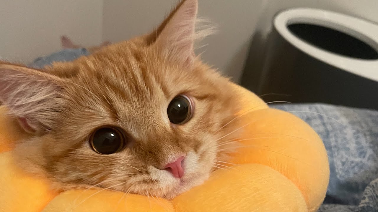 ポンデを使いこなす猫が可愛すぎましたw【サイベリアン】