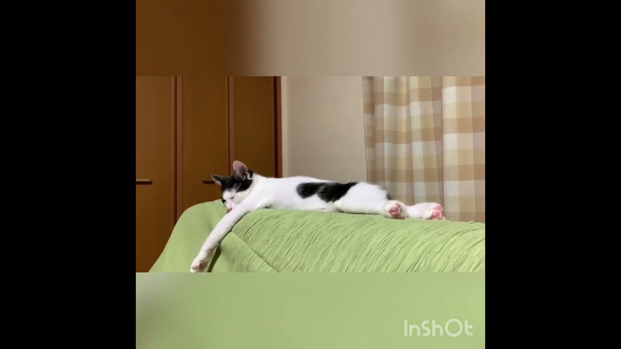 手足を投げ出して倒れ込む猫「疲れたにゃ」