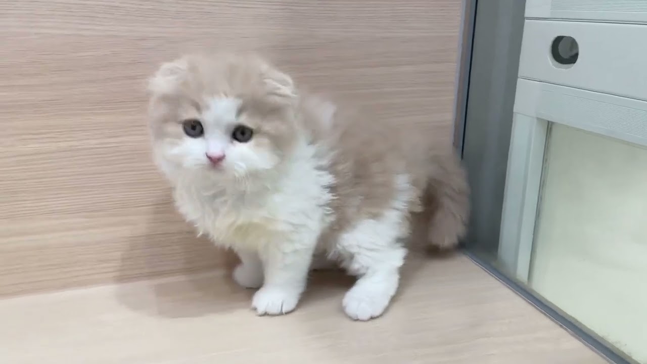 💖大人気の耳折れタイプ💖童顔ベビーフェイスの可愛いスコティッシュフォールドの男の子【パピードリーム】