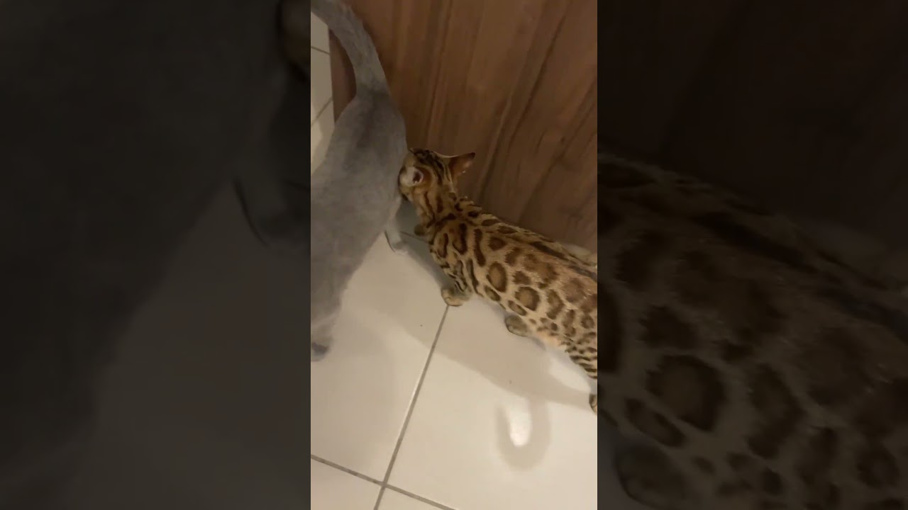 J’aime tellement comment il miaule 😂 (chaton bengal qui miaule avec la voix cassée)