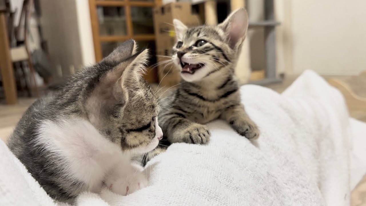 生後56日 なでて欲しいと甘え鳴きする子猫【山菜兄妹#51】Kitten crying for petting.