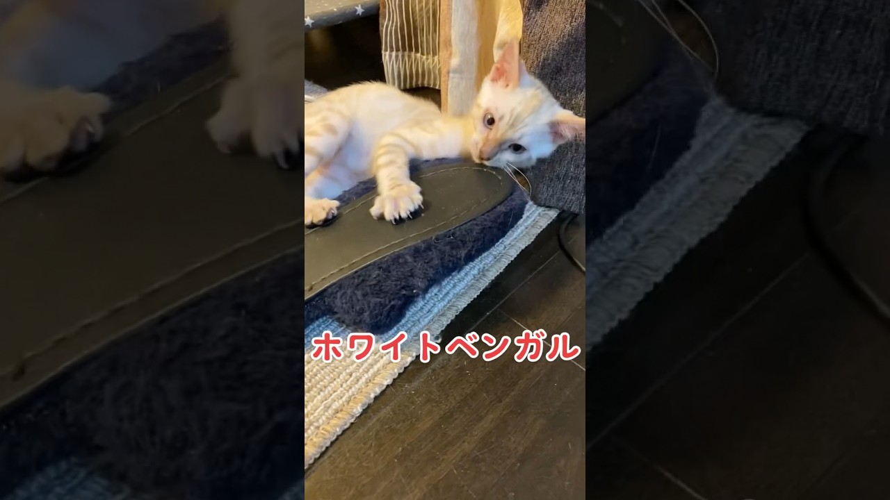 【子猫動画】ホワイトベンガル　生後4ヶ月！　可愛くてごめん！　ベンガル猫　ネコ　ねこ　#cat #bengalcat