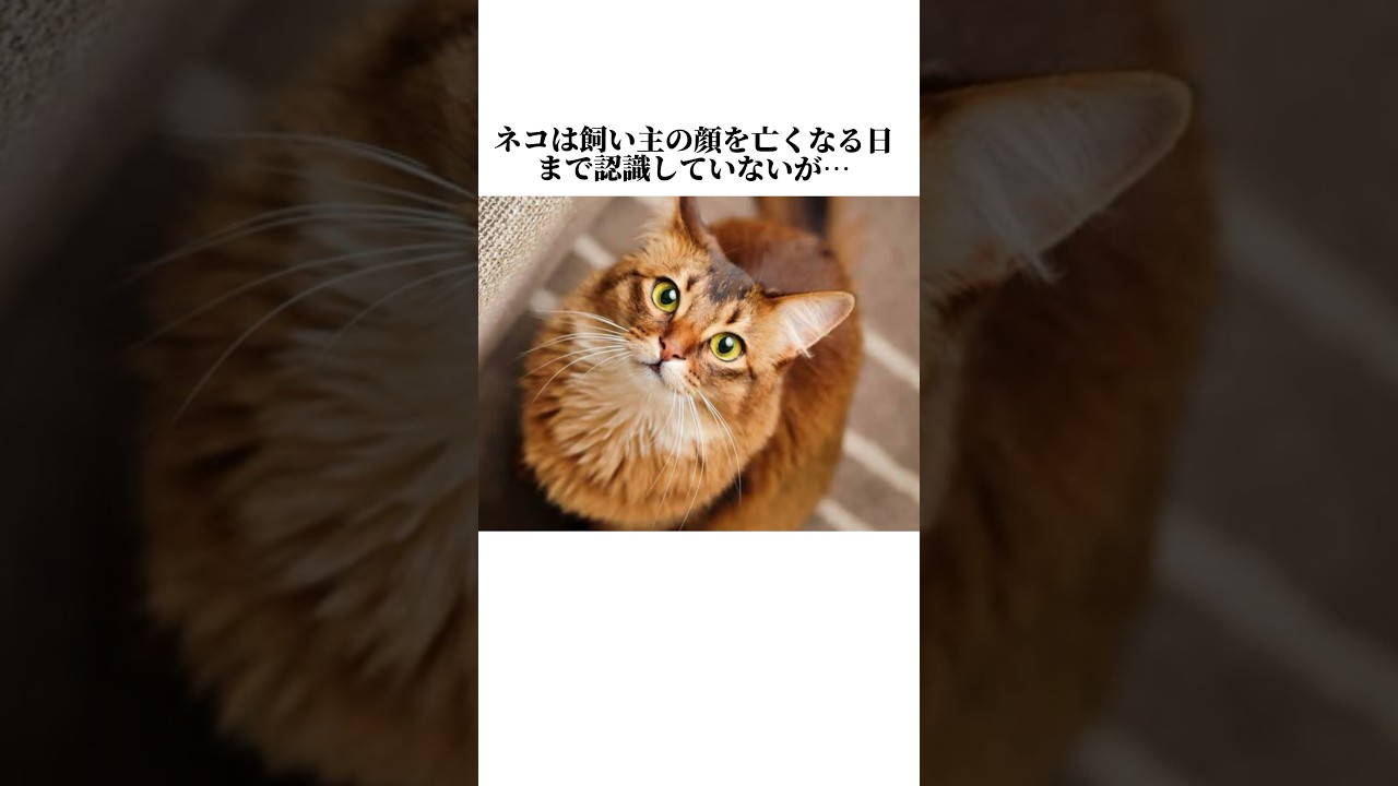 ちょw猫の秘密が可愛すぎますww【雑学】ネコの嘘みたいな秘密10個暴露します🤫