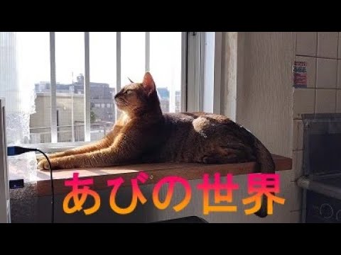 ネコ動画あび＃2653　あびの毎日　アビシニアン　あび