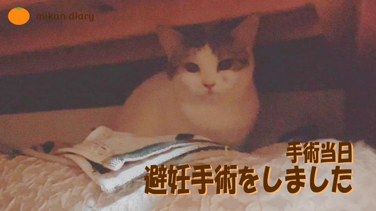 【スコティッシュフォールド】避妊手術しました---その１.帰宅後の様子