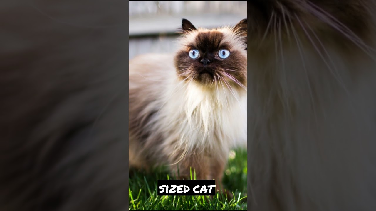 Smallest Cat! #shorts #cat