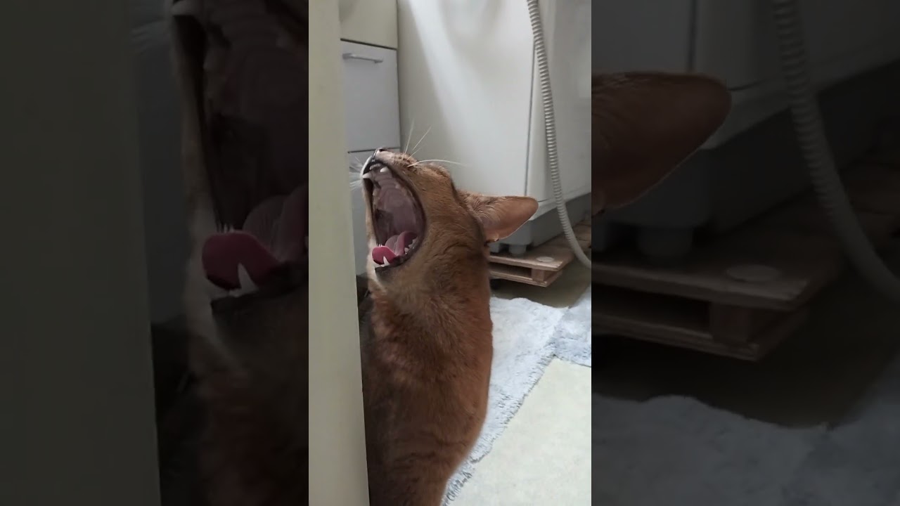 ネコ動画あび#2663　#shorts　#あび #ねこ #ネコのあび #猫動画