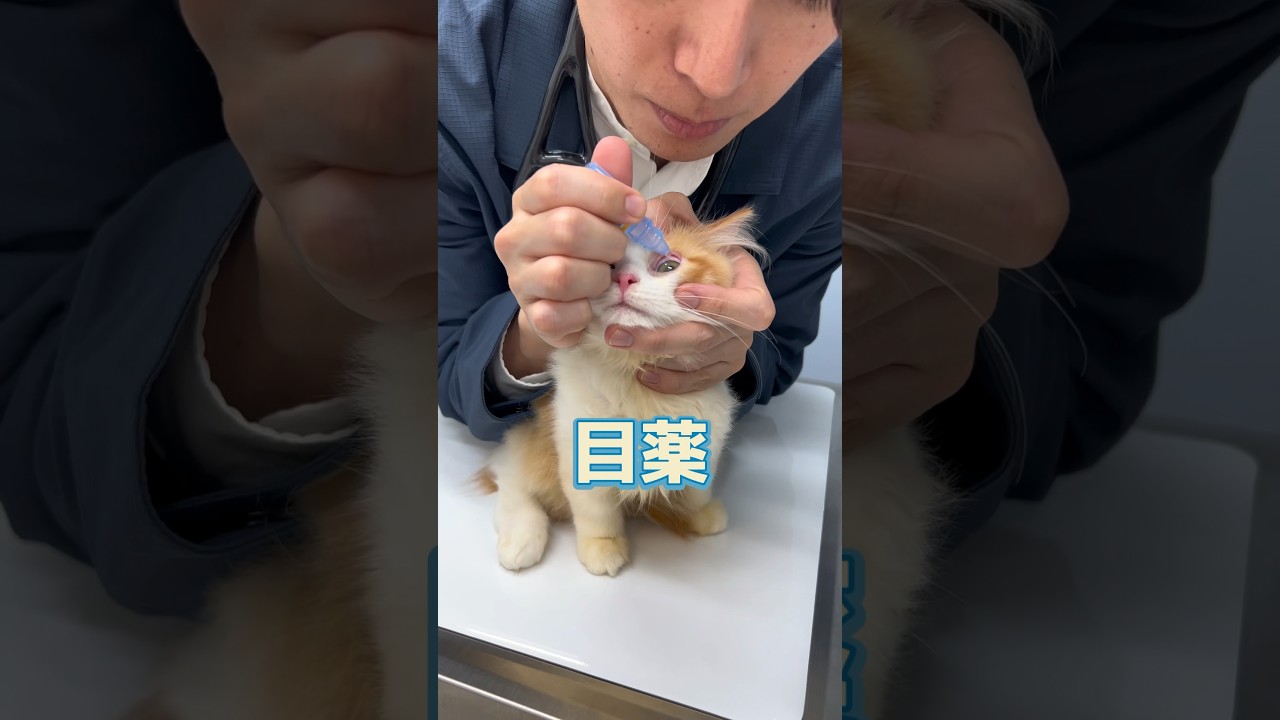 初めての健康チェックをしに3ヶ月のサイベリアンが動物病院にやってきた！