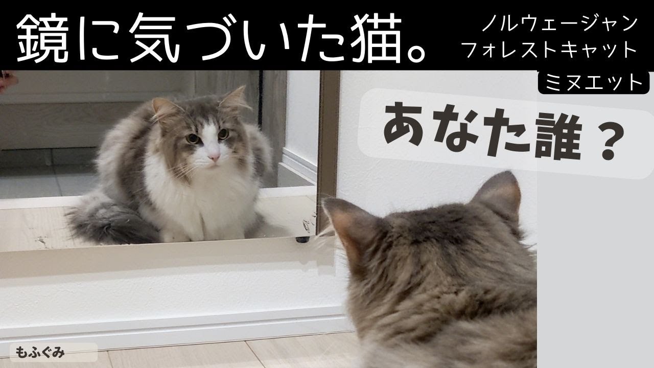 もうすぐ2才の猫が鏡の存在に気づいた。。【ミヌエット＆ノルウェージャンフォレストキャット】