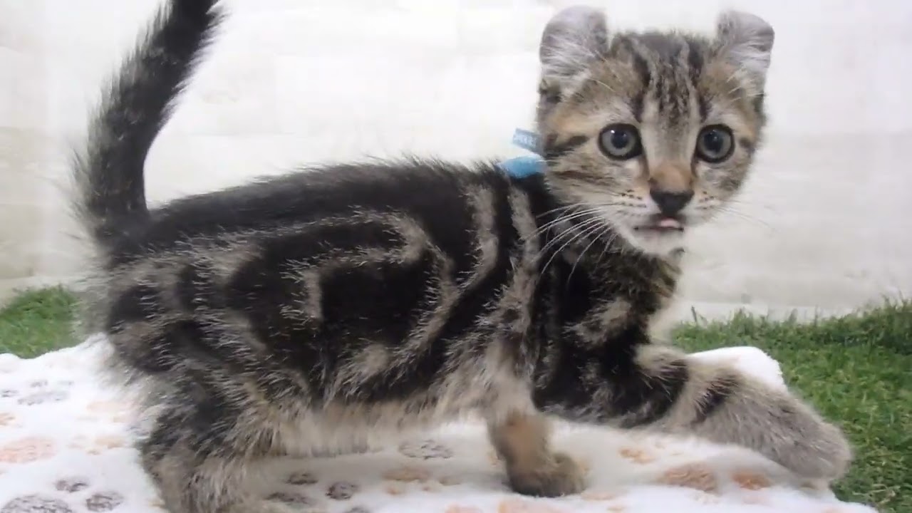 Coo&RIKU　No00658745 アメリカンカール