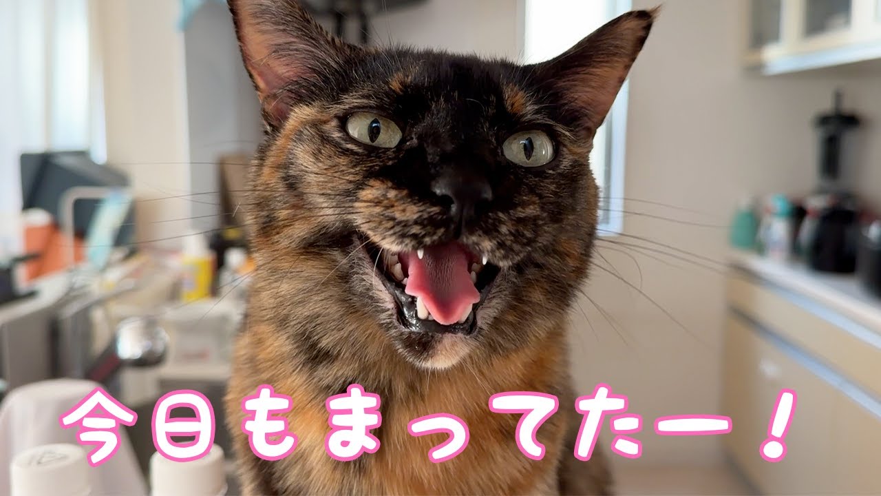 朝の忙しい甘えん坊猫のルーティンがこちらです！