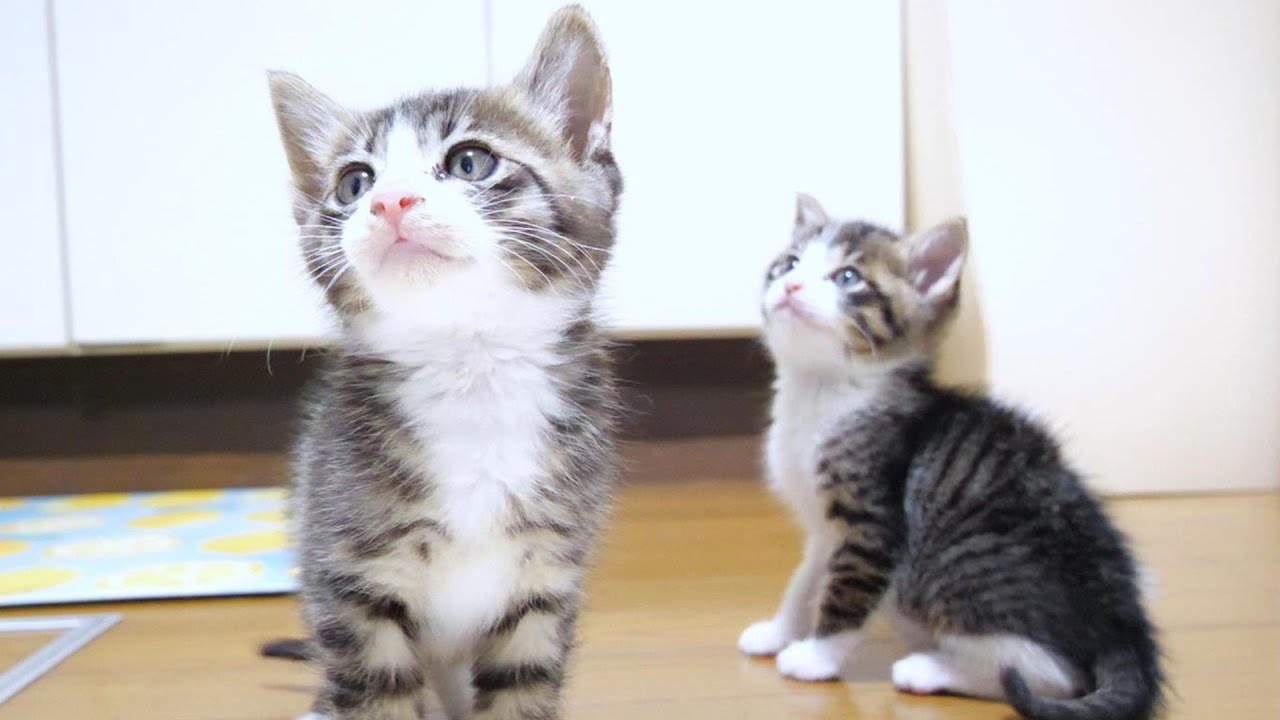 「ミルクまだですか？」とかわいく鳴いておねだりする子猫達【赤ちゃん猫　保護猫】