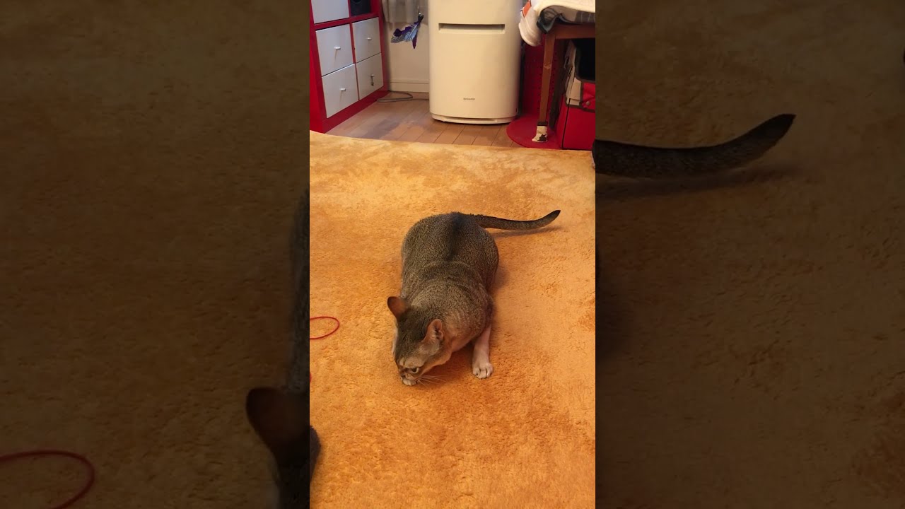 エア獲物で狩りの練習しているのかもしれないシンガプーラなのにゃ♪ #cat #シンガプーラ#singapura