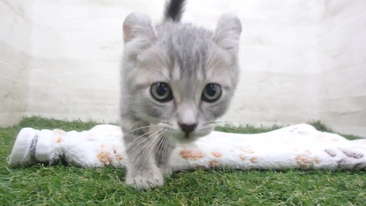 Coo&RIKU　No00658746 アメリカンカール