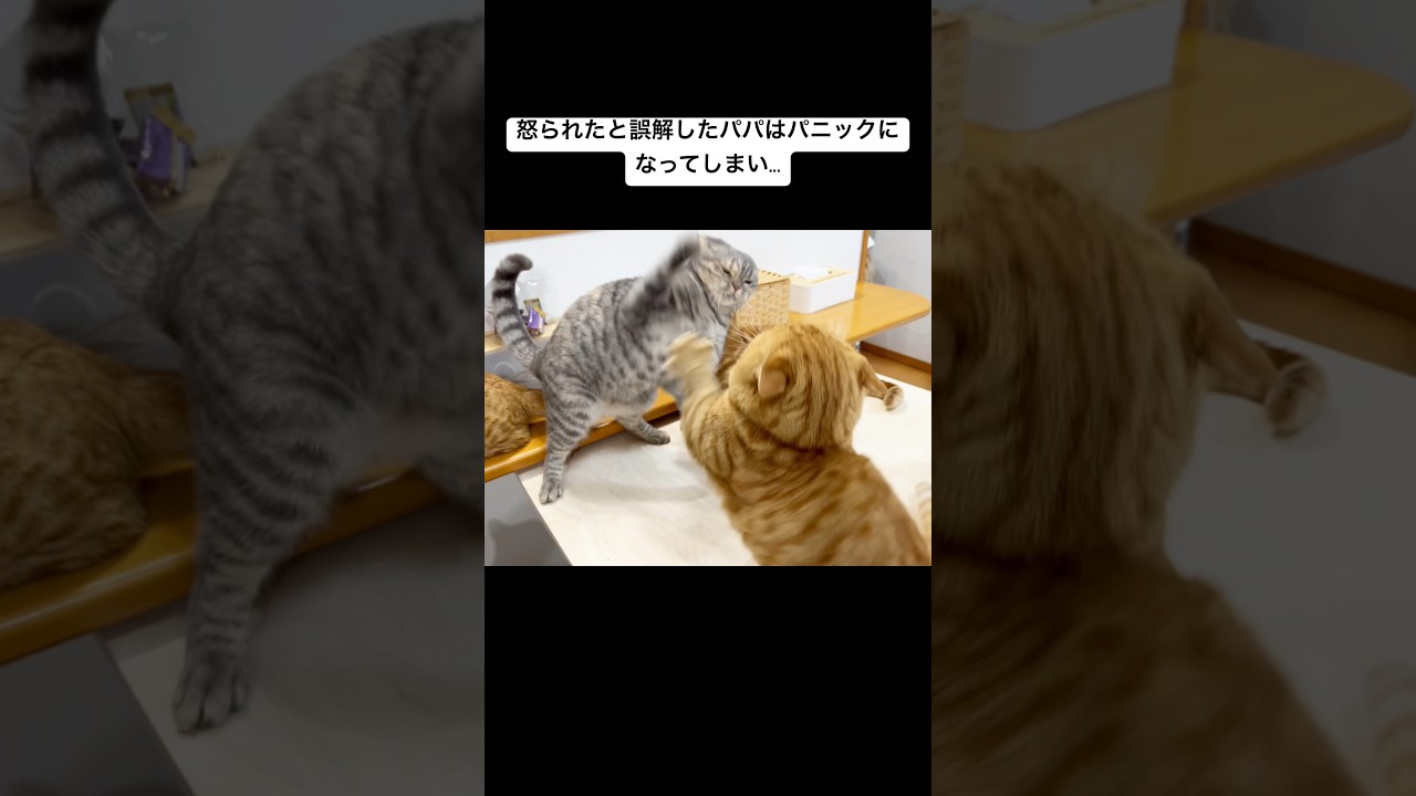 前回動画のあらすじ #猫 #マンチカン #shorts