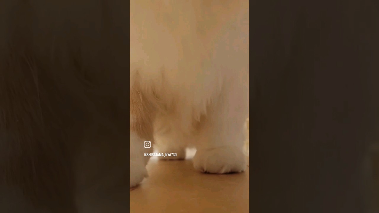 しらたまWALK #ラガマフィン #猫のいる暮らし #shorts