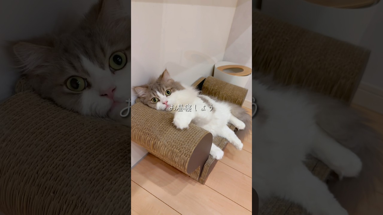 一緒におひるねしない？🐈♡ #ねこ #おひるね #セルカークレックス