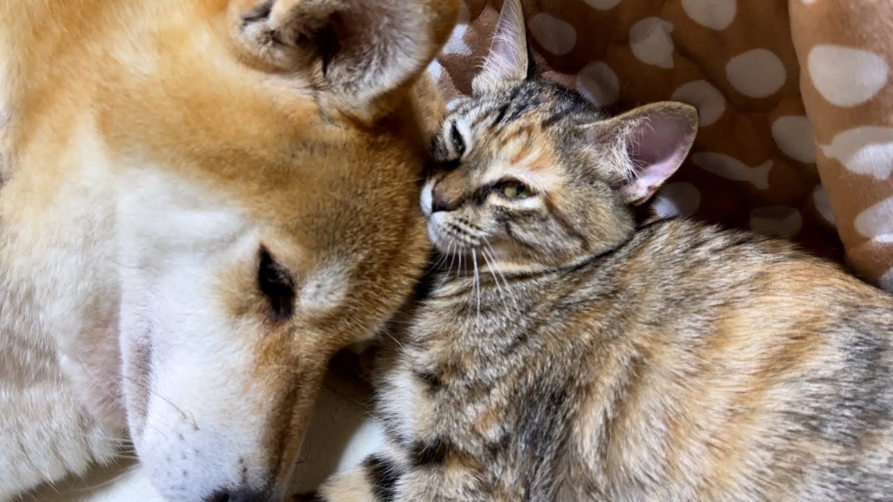 柴犬を抱き枕にして寝る子猫を抱き枕にする子猫