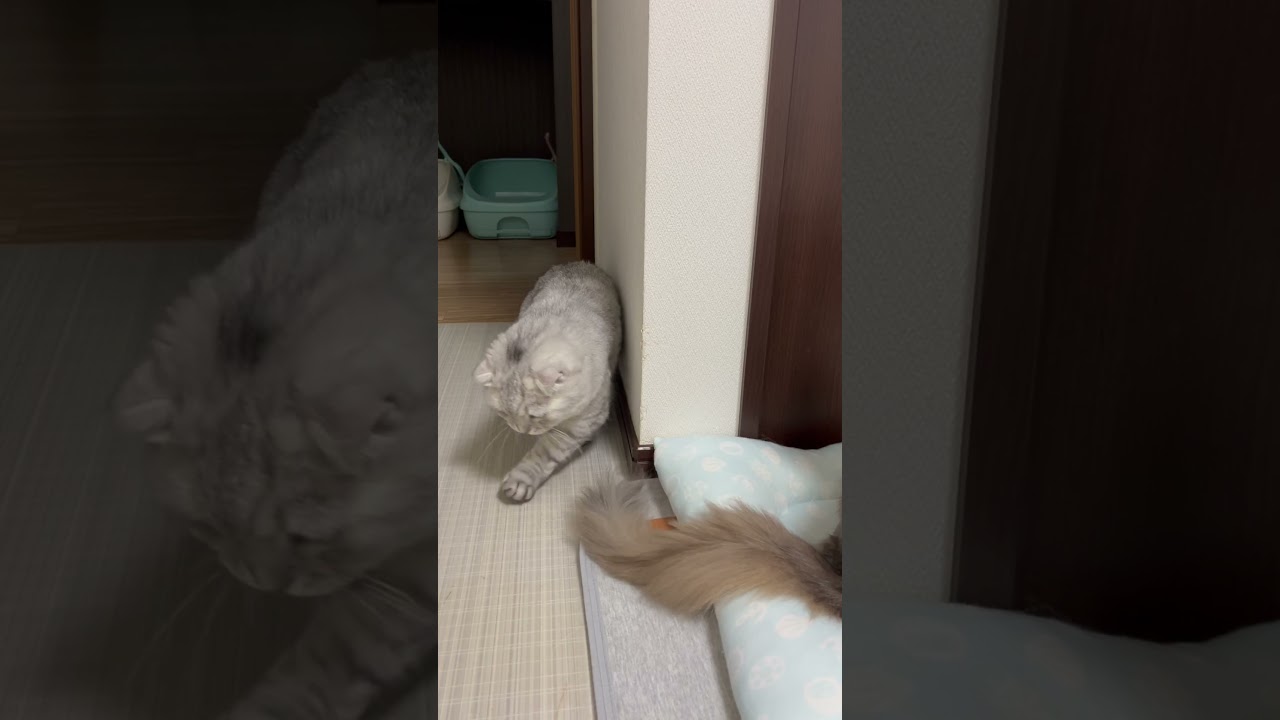 兄ちゃんのしっぽで遊ぶ弟にゃんこ(笑) #shorts #スコティッシュフォールド #ソマリ  #にゃんこ #ねこ  #スコ