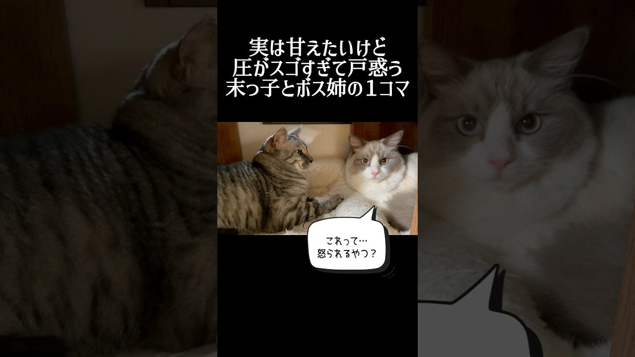 重圧を感じる。ってこういうことか…🐈️ #cat #猫 #ねこ #ラグドール #ragdoll #ねこのいる生活 #保護猫 #rescuedcat #shorts