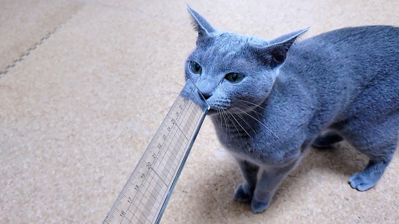 【猫動画】スリスリせずにはいられないロシアンブルー【russianbule】Russian blue that makes you feel so excited