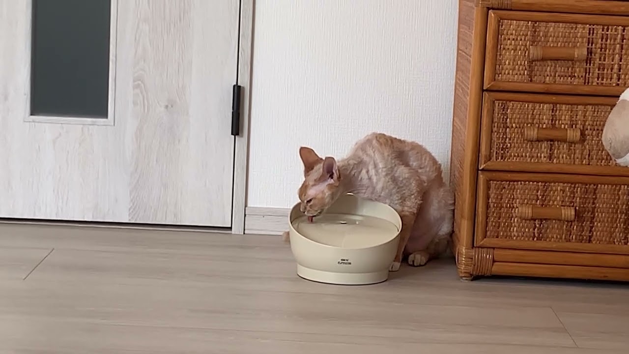 デボンレックス兄がたくさんお水を飲んでいます(Devon Rex cat drinking water)