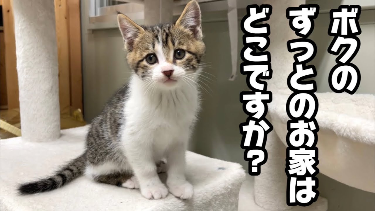 ひとりぼっちになっちゃう…兄弟猫たちに里親様が決まる中、ひとりだけ声が掛からない子猫がいます…。