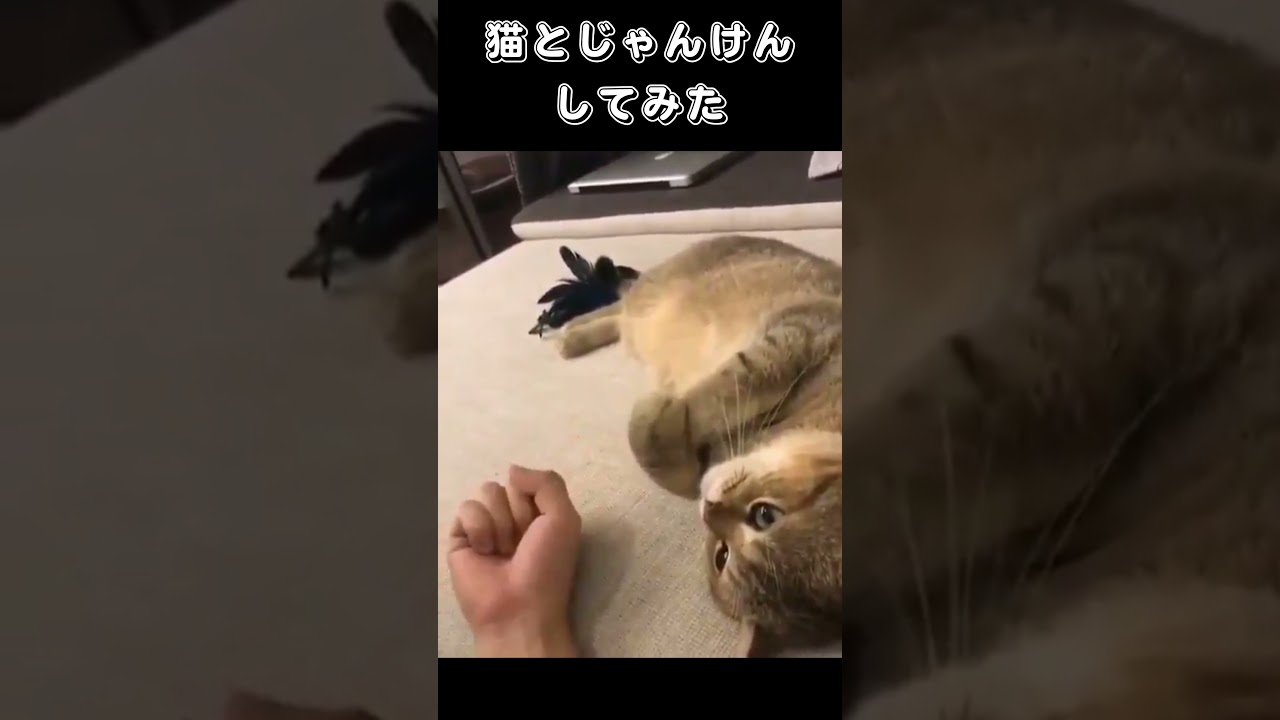 猫とじゃんけんしてみた