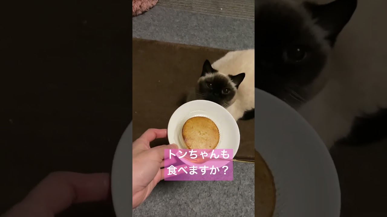 【スイーツにゃんこ】 #ねこ #猫 #ペット #cat #マンチカン #短足猫 #シールポイント #猫動画