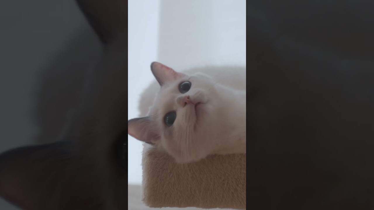 笑 #猫 #ラグドール #ragdollcat