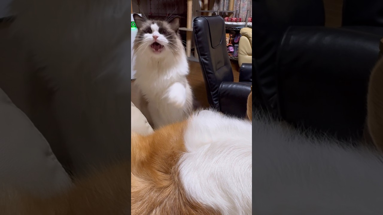 とにかく、飼い主に来て欲しい青い目の猫！#ラグドール　#わがまま #癒し動画  #長毛猫 #shorts