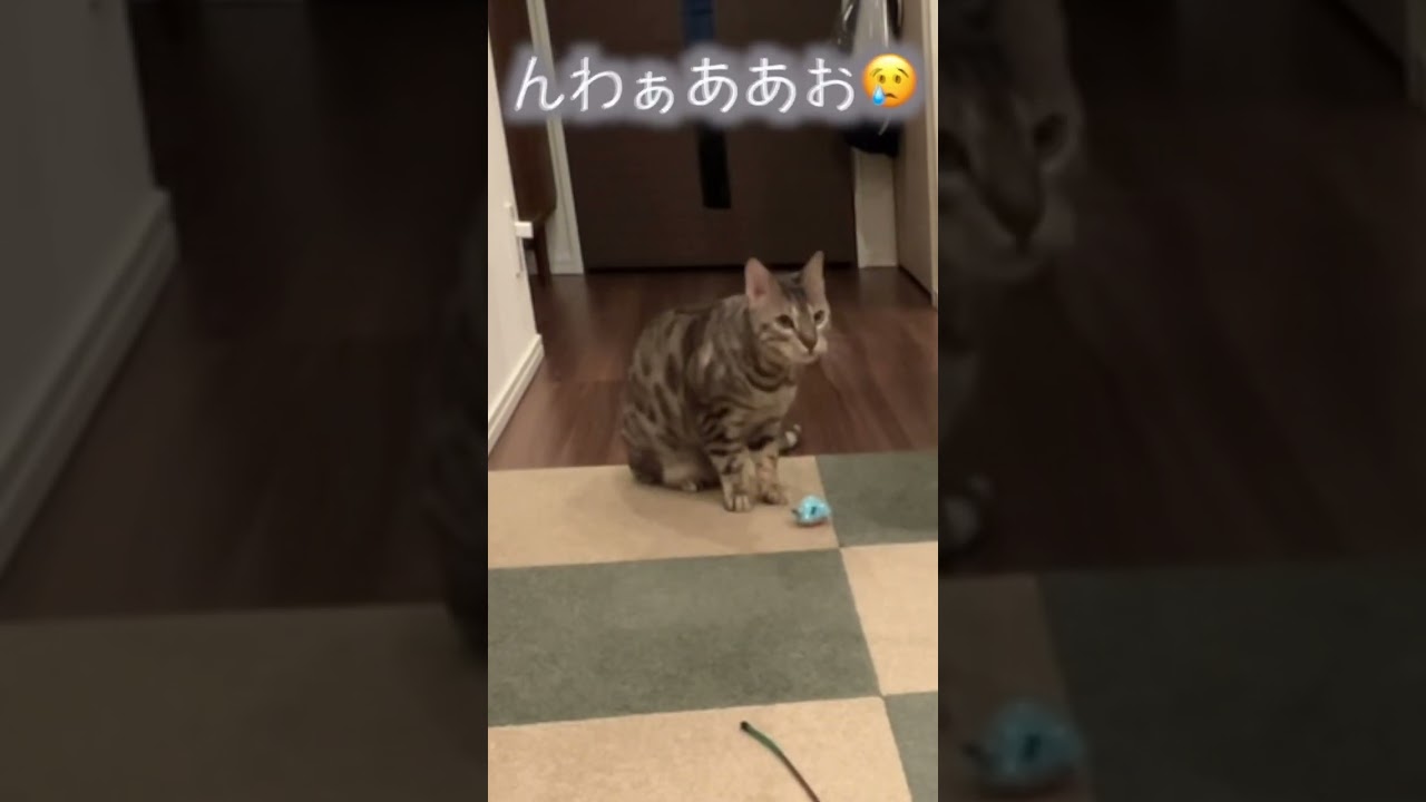 寂しがり猫の1人遊び　#ルトロゼ #cat #ベンガル