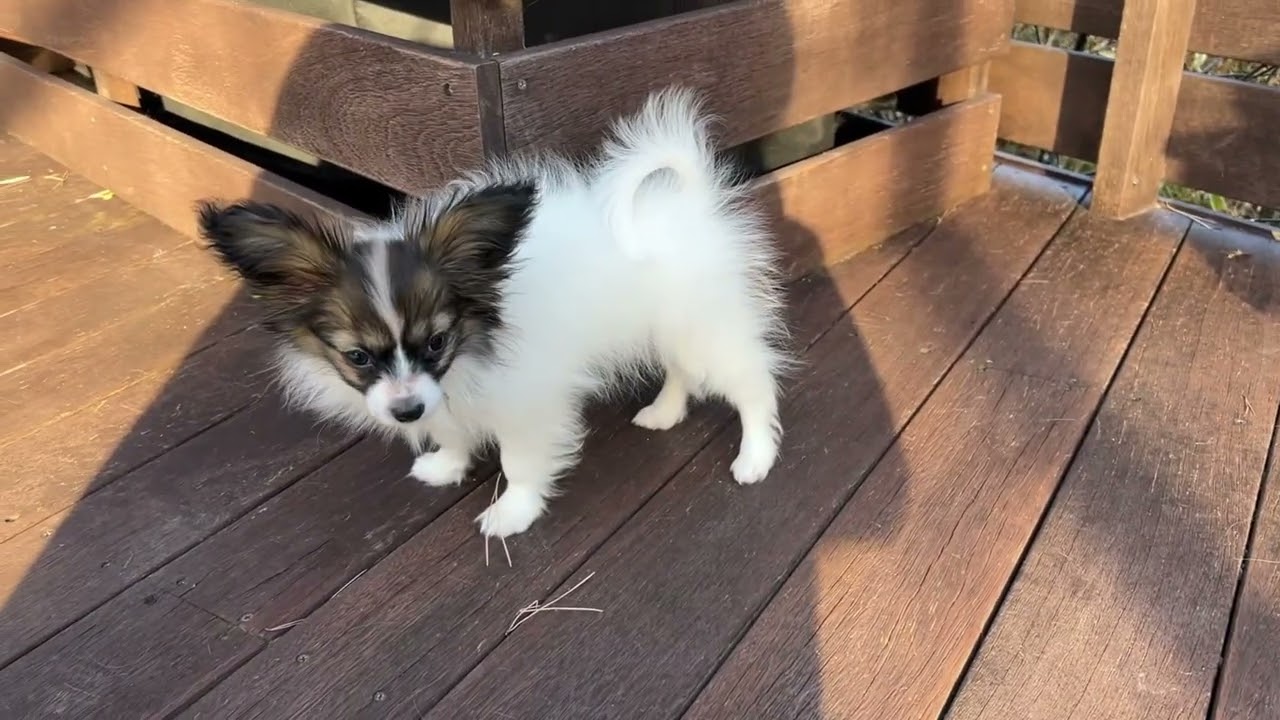 ノルウェージャンフォレストキャットとパピヨン子犬の追いかけっこ。