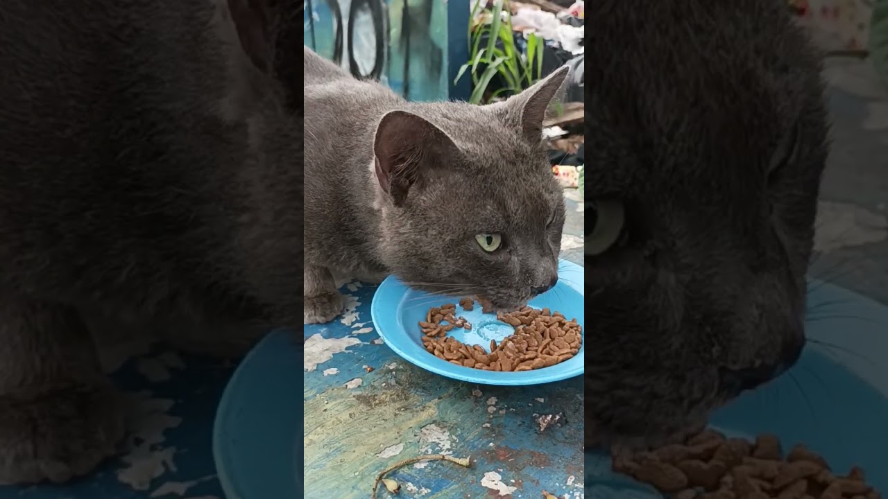 Brown cat edition... #funnycatvideos #shorts #catlover #catvideos