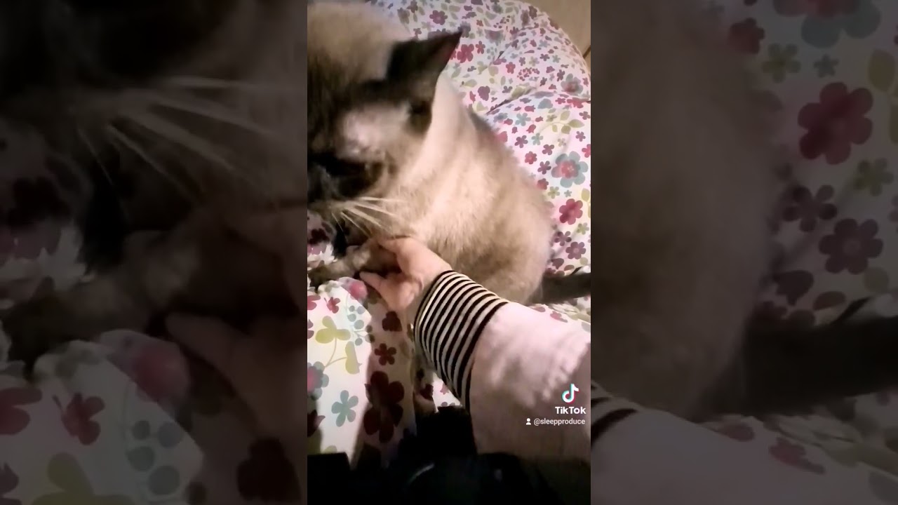 猫踊らせてみた#shorts #cat#dance＃シャム＃ガッツ