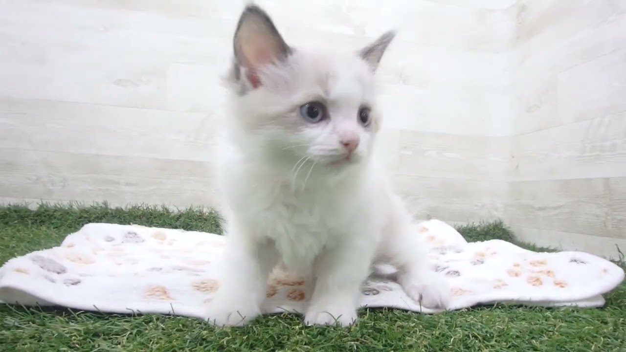 Coo&RIKU　No00657810 ラグドール