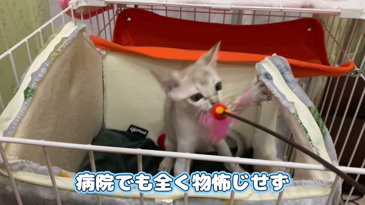 【シンガプーラ】元気すぎる子猫も考えもの？