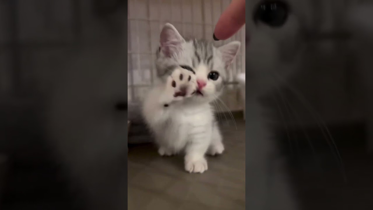 大忙しな猫ちゃん😺