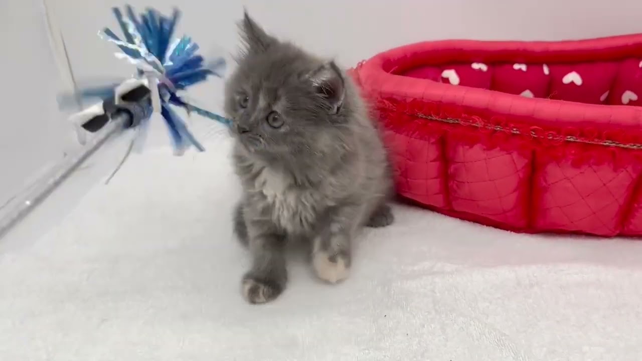 スコティッシュフォールド 立ち耳ブルー&クリーム（ロングヘアー）の女の子。