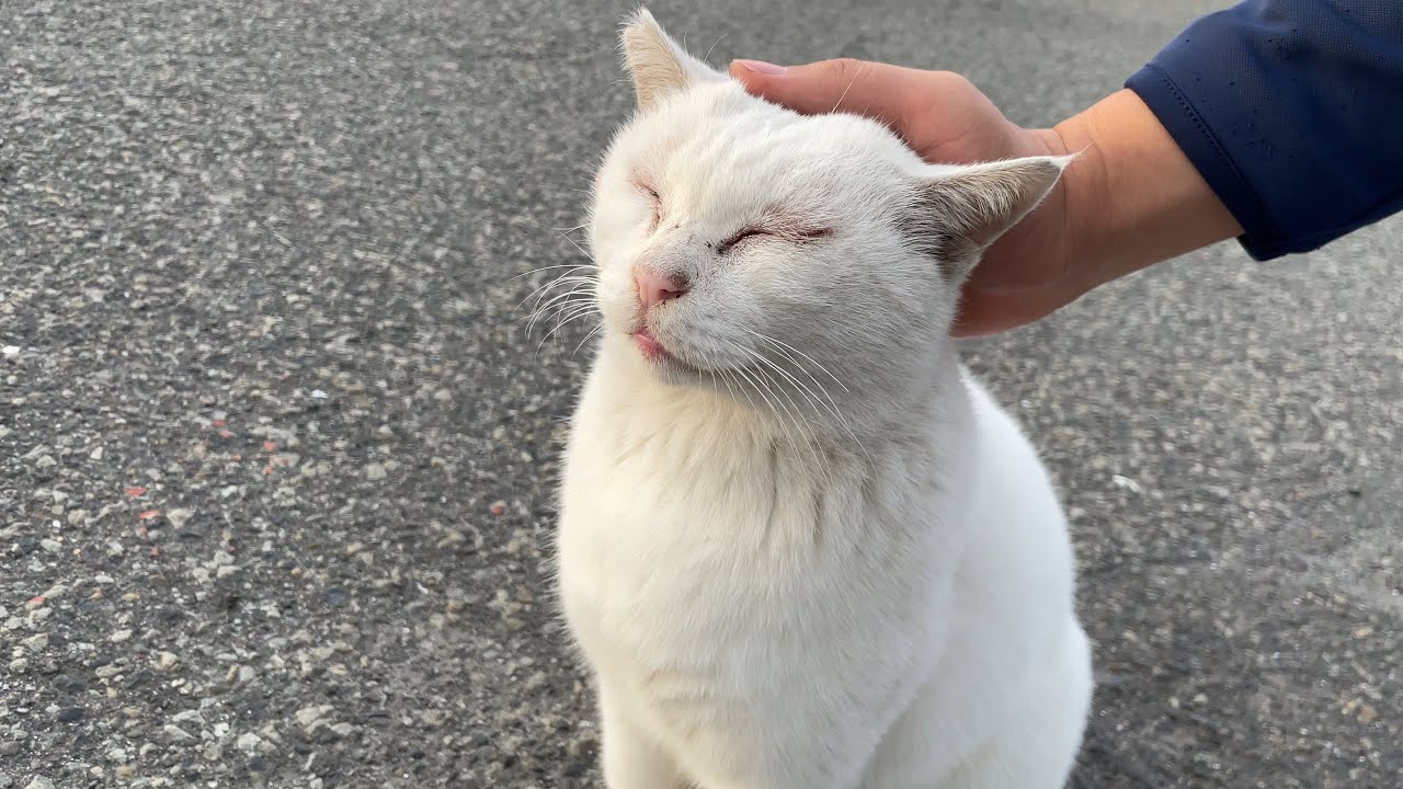 お散歩中のシャムミックス猫さんを撫でていると白猫さんもやって来た
