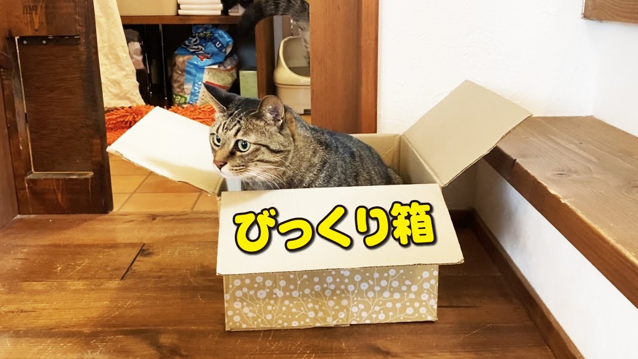 教えてもいないのに勝手に「びっくり箱」を習得した猫！