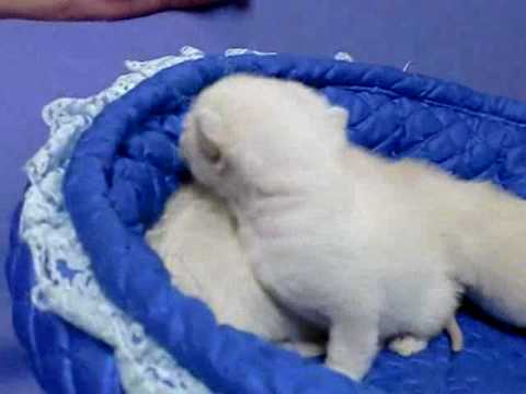 トンキニーズ赤ちゃんたち