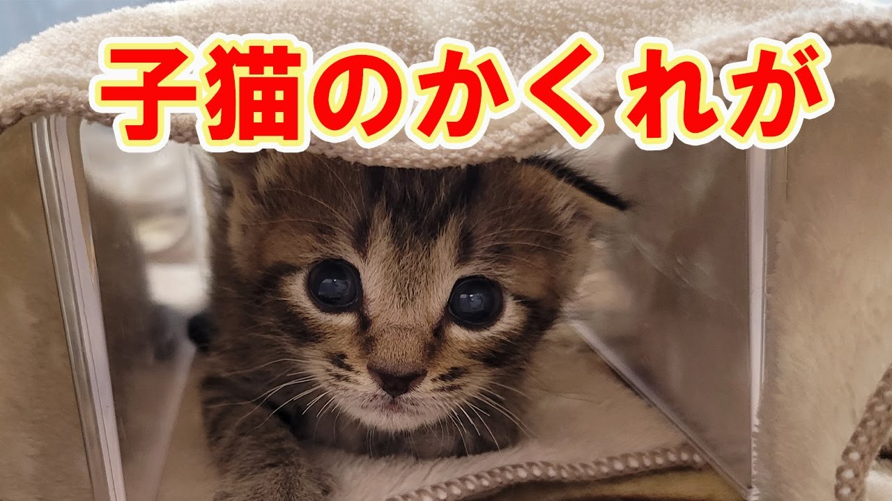 【保護猫】レスキューした子猫⑱隠れ場所を作ったら入ってくれるか…