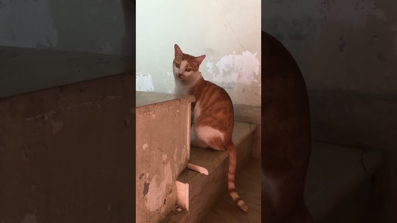⚡️#cats #shorts #youtubeshorts