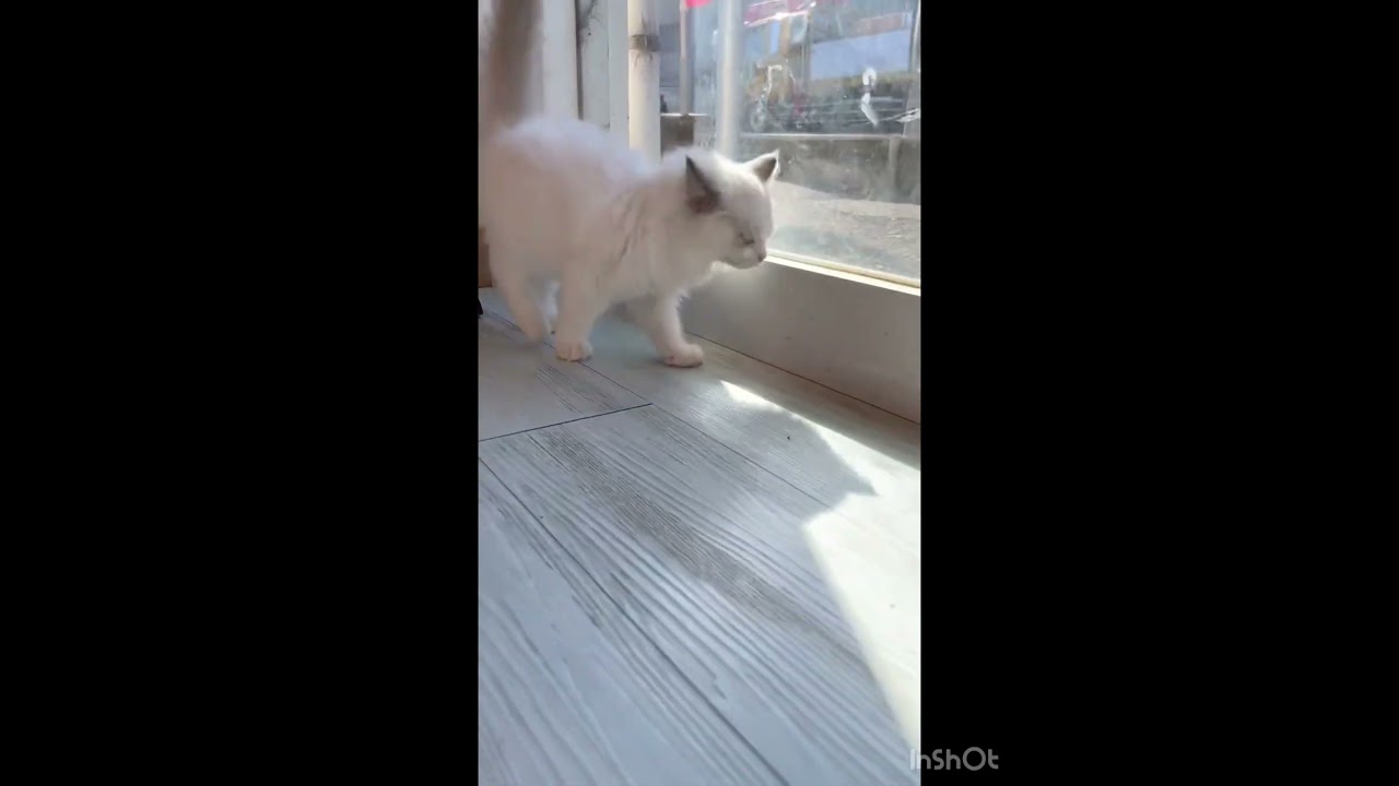 とってもイケメンなラグドールくん😸