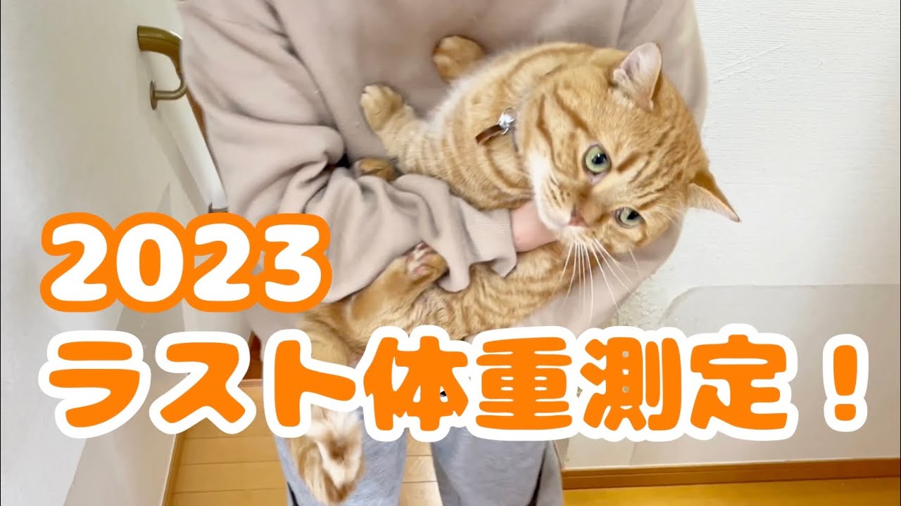 2023年ねこもふファミリー体重測定総決算！ #猫 #マンチカン